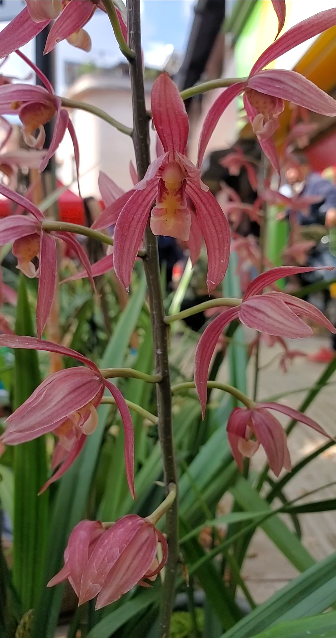 兰花#秋榜兰花红花