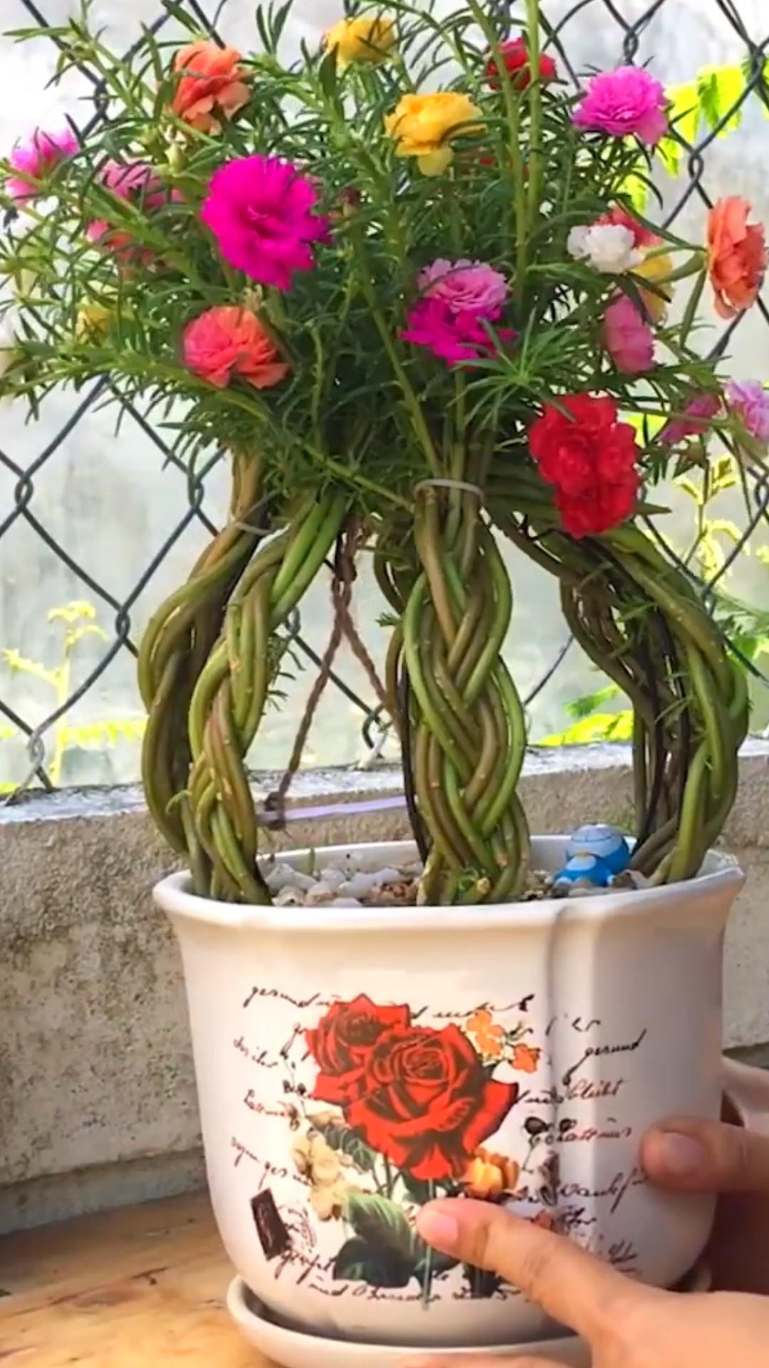 农村最常见的#太阳花,编几根辫子秒变创意盆栽,简单有格调!-度小视