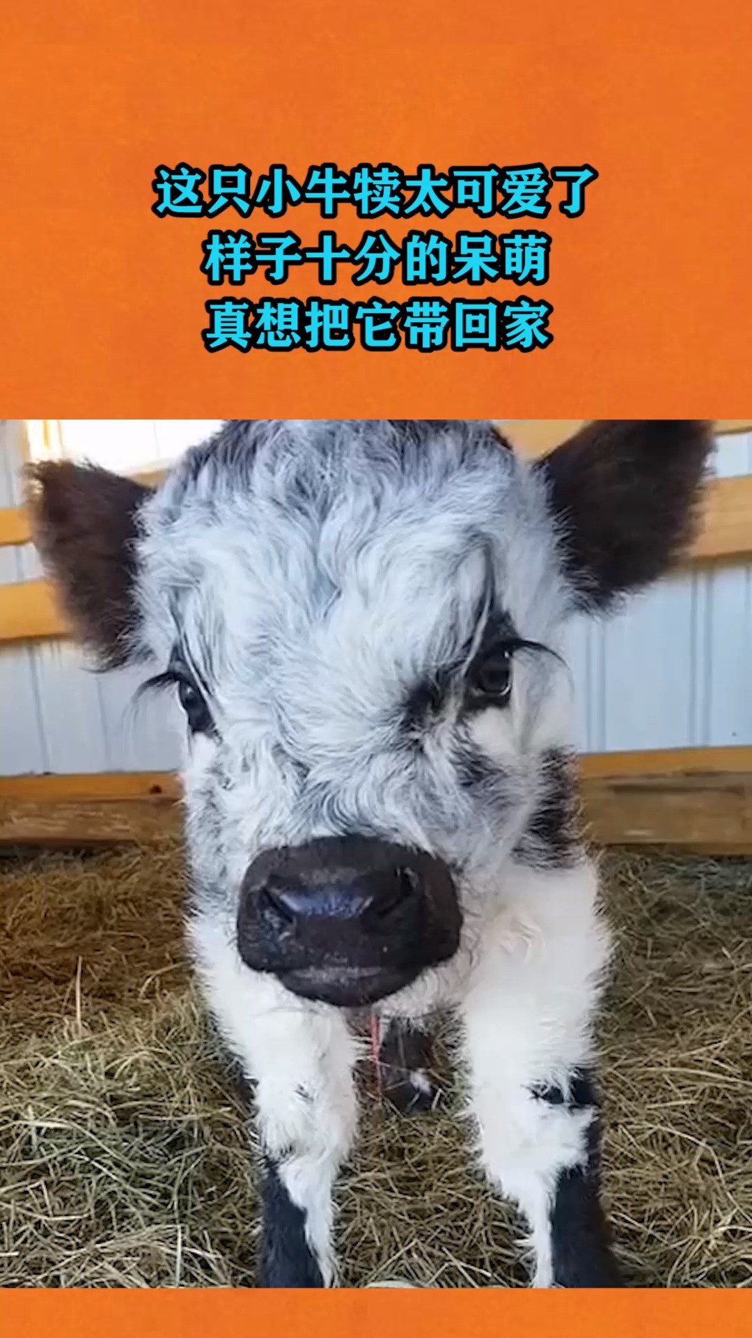 我家萌宠成精了#这只小牛犊太可爱了,样子十分的呆萌,真想把它带回家