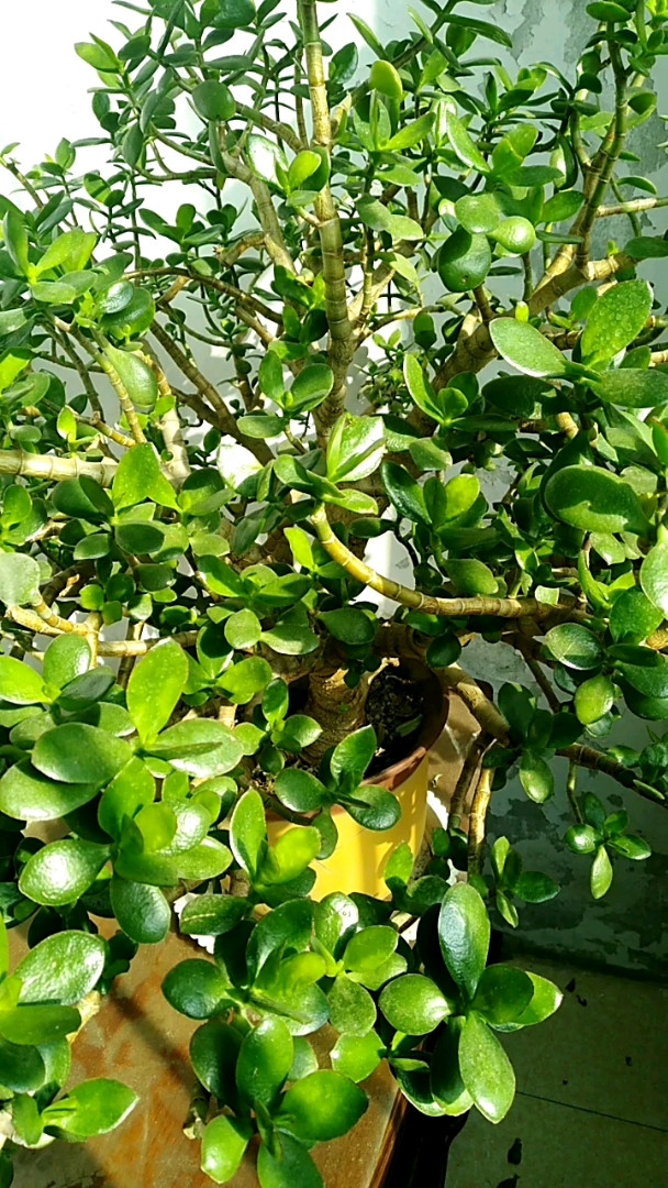 新年新气象#茂盛的金钱树