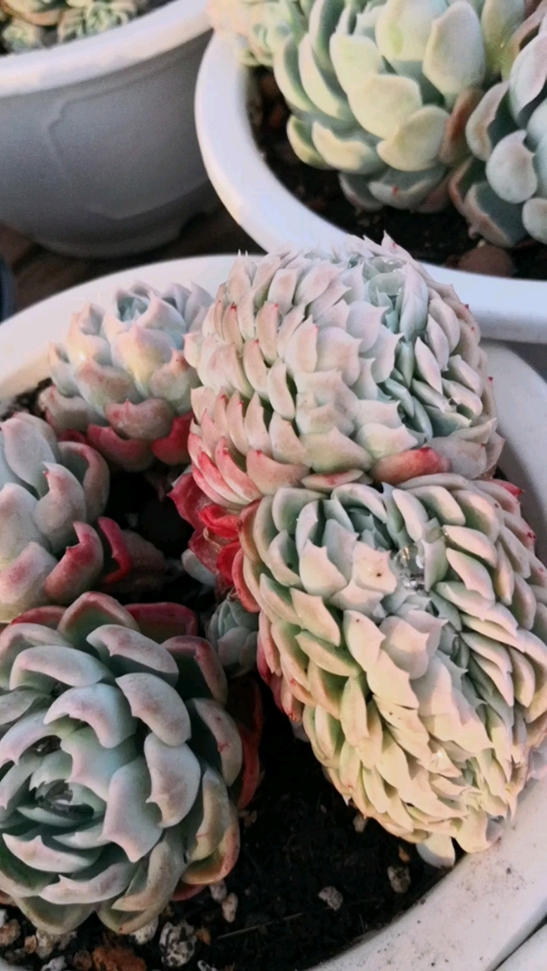 双子贝瑞缀化,很值得收藏的一个品种,因为美起来真的很漂亮!