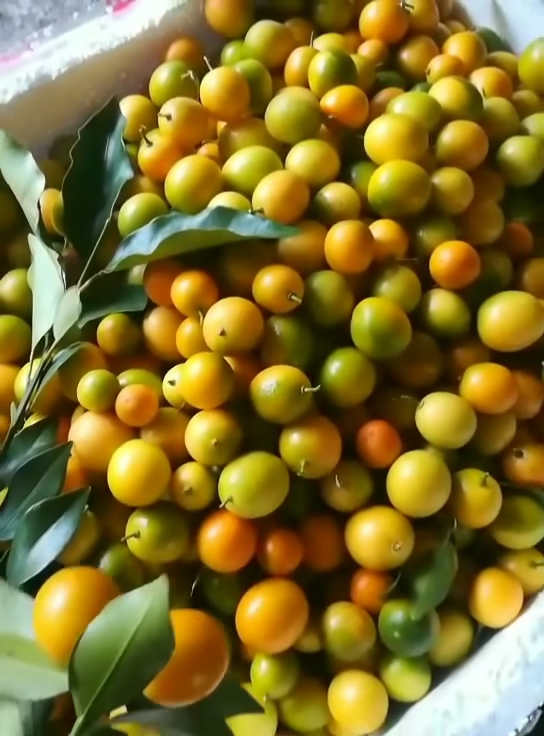 野生金桔可要吃来