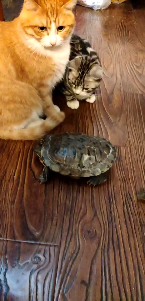 这是高手#乌龟和甲鱼赛跑,猫咪围观,猜猜谁赢了