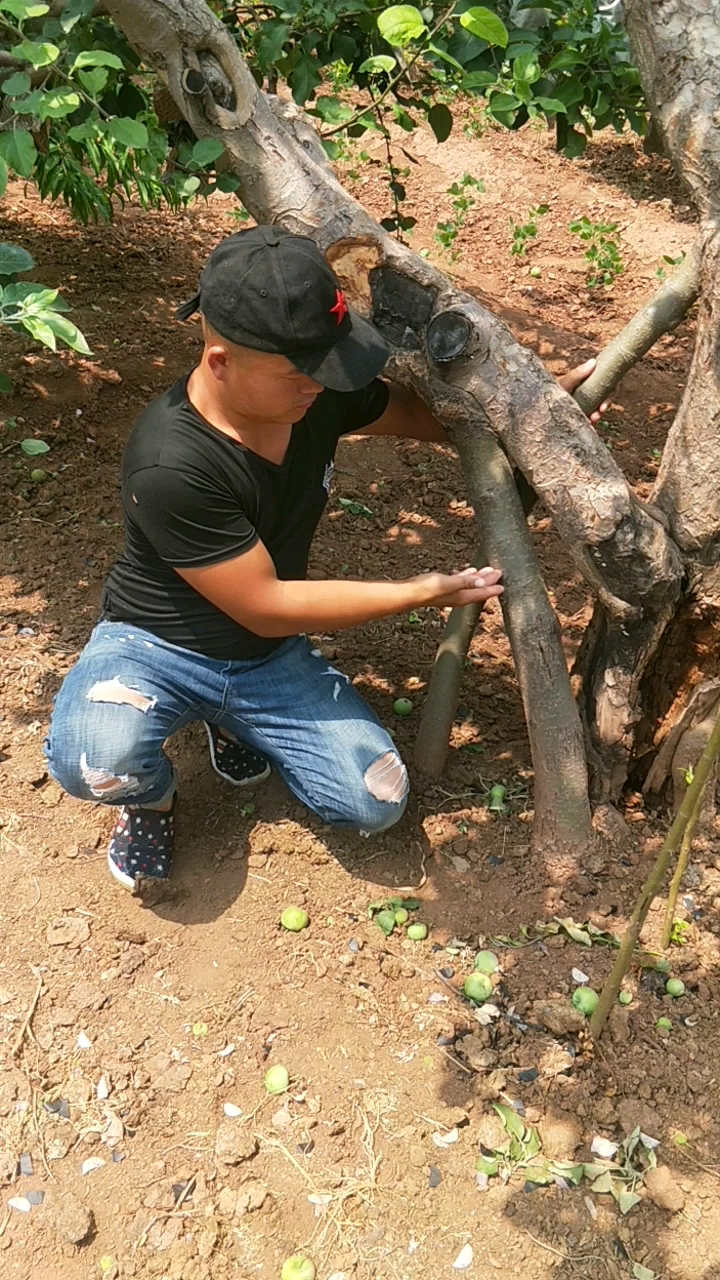 让这颗已经得了腐烂病的苹果树,用这种桥接的方法让他再活500年