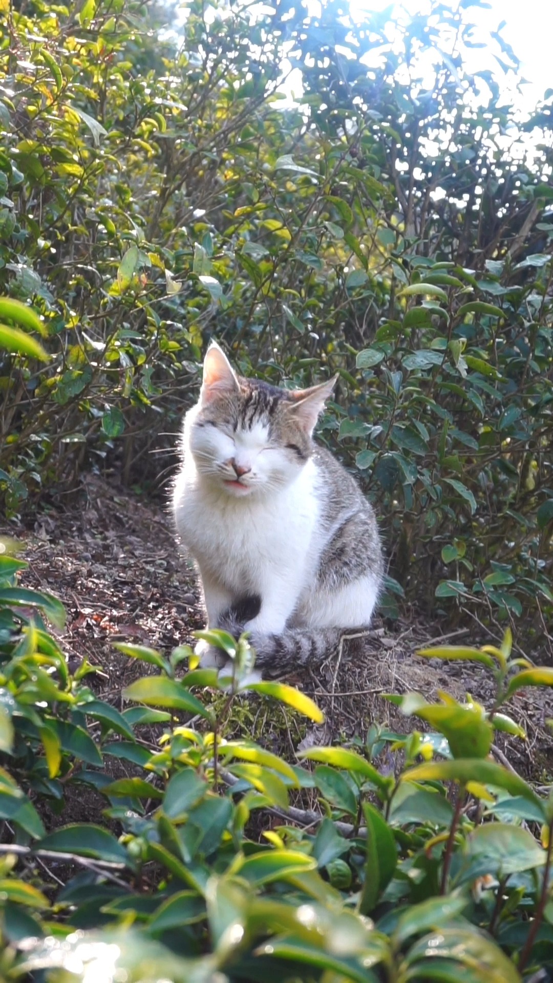 雪狸:主银我在等玉米妹妹,它怎么还没来