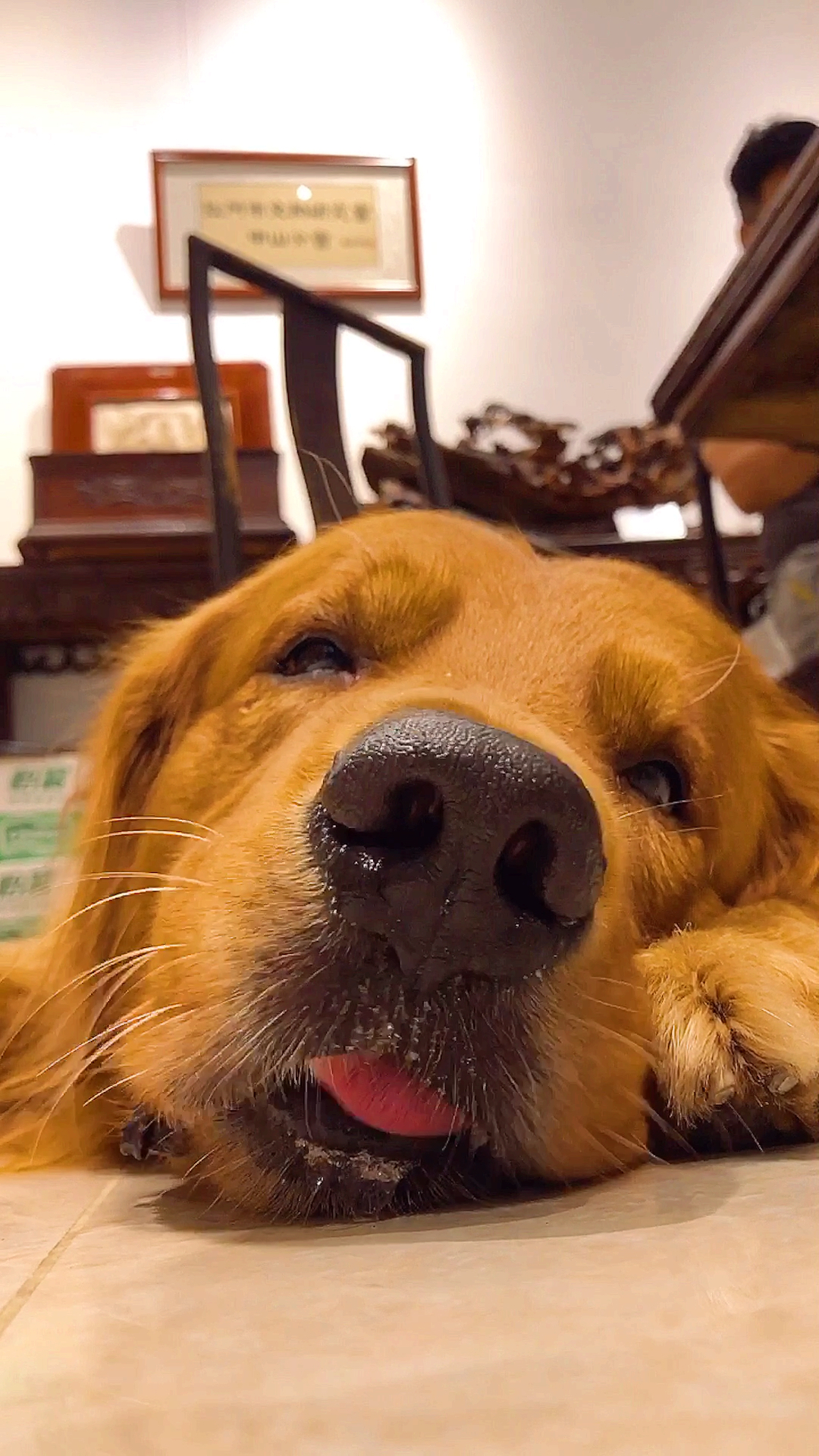 #搞笑萌宠#粥粥是上帝在创造金毛时打的草稿