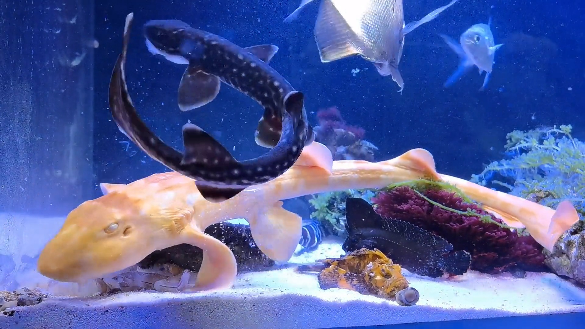 海洋生物鲨鱼一顿二两虾养不起呀