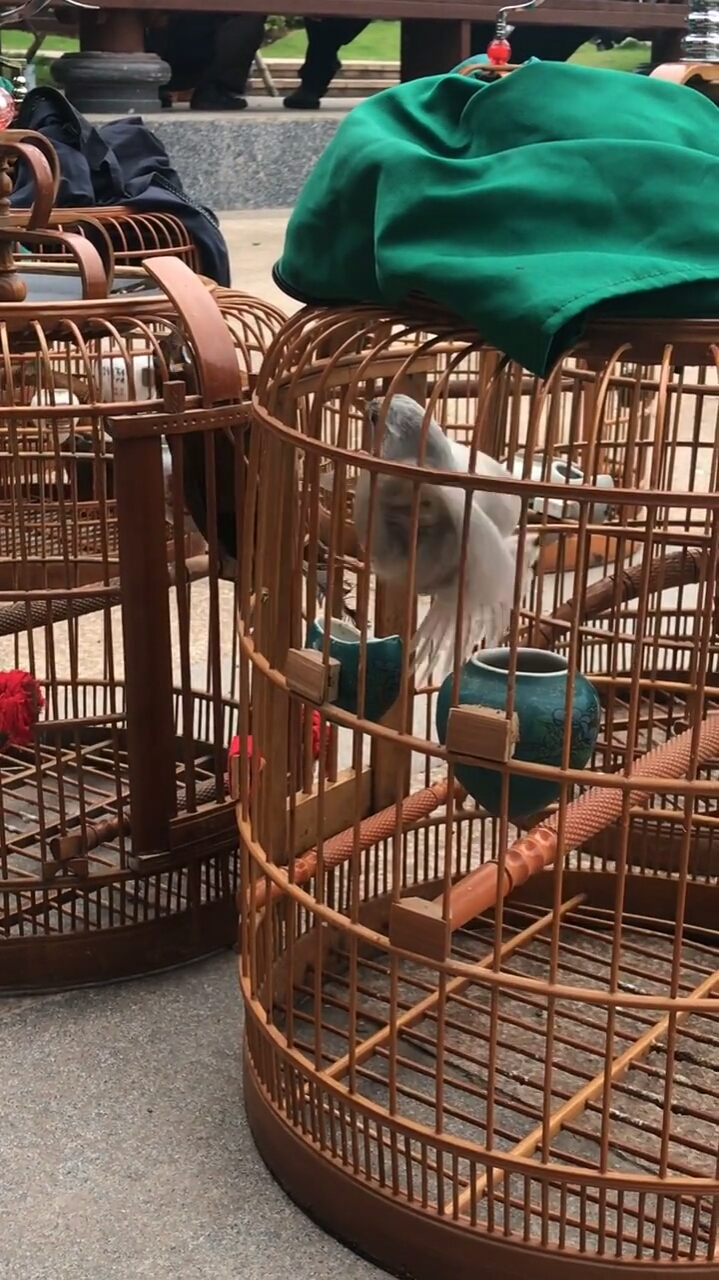 白画眉鸟打斗画面