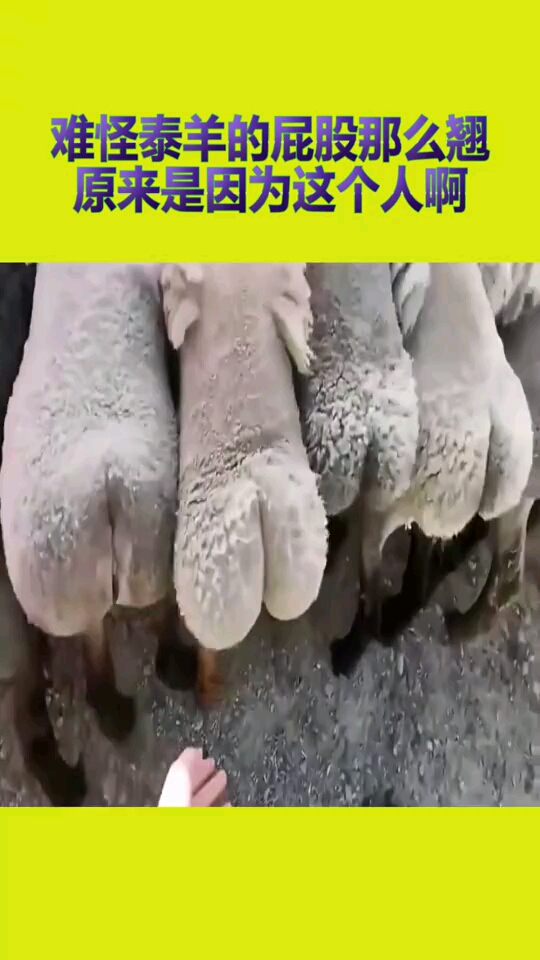 难怪泰羊的屁股那么翘,原来是因为这个人啊