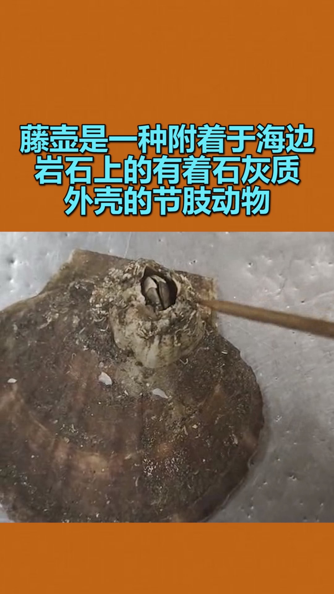 我要上热门#藤壶是一种附着于海边岩石上的,有着石灰质外壳的节肢