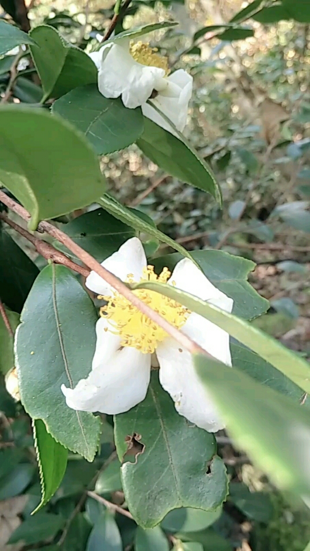野生茶花.