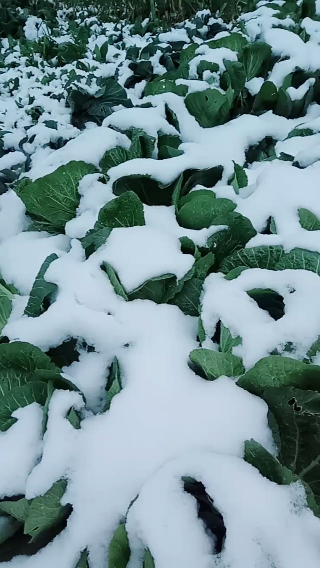 雪白菜