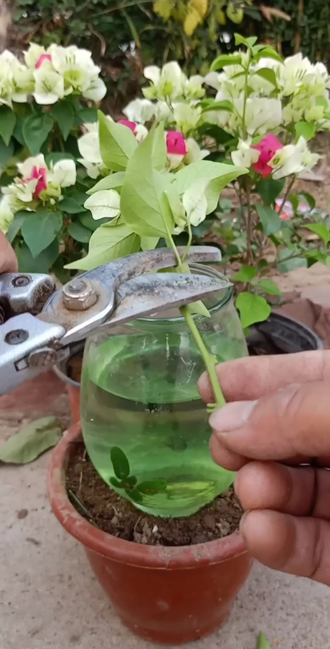 扦插技术#复色三角梅这样扦插成活率最高,开花爆满,你学会了吗?