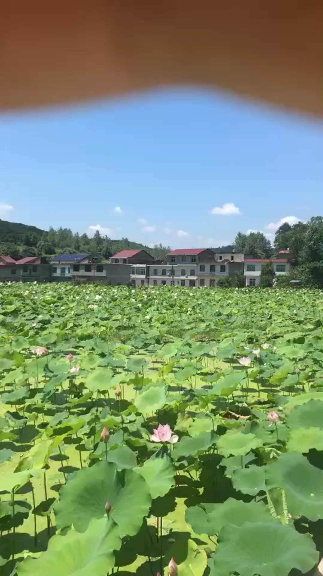 带上全民去旅行#安徽铜陵西联乡犁桥村荷花塘,景色真美!