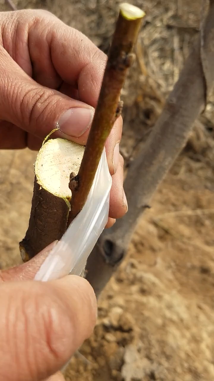 我要上热门#桃树插皮嫁接技术讲解