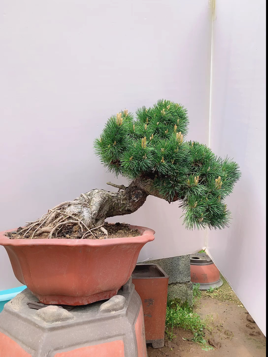 我要上热门#千寿丸芽头发的特别好