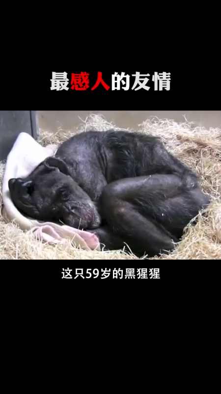 每天一点冷知识#最感人的友情