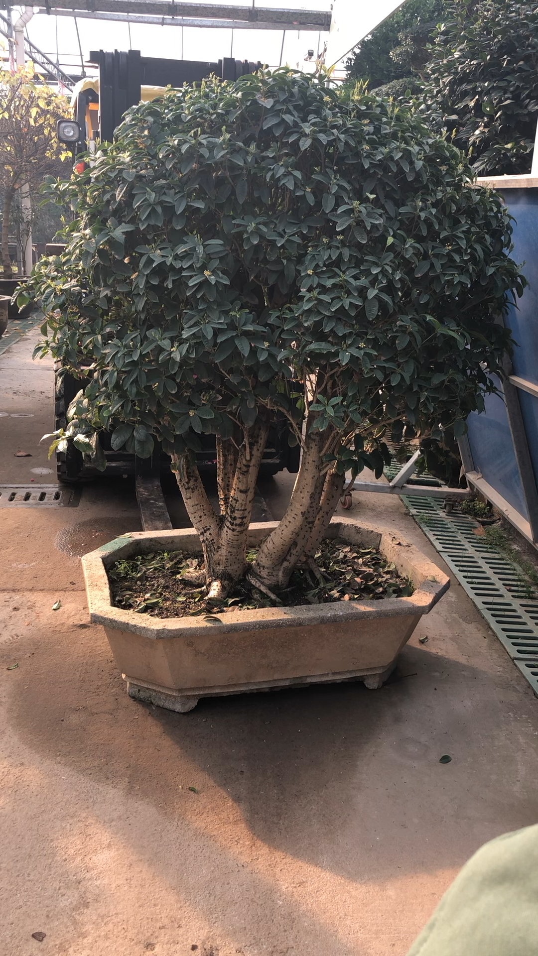 大型桂花品种天香台阁 别墅 庭院装修的效果图