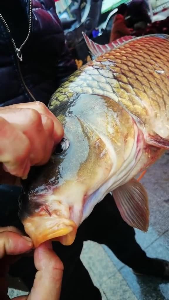 东极抚远乌苏里江金色鲤鱼见者发财!平安健康