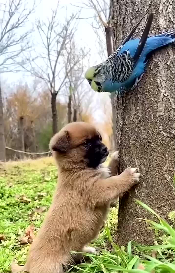 狗狗羡慕的小眼神狗狗宠物