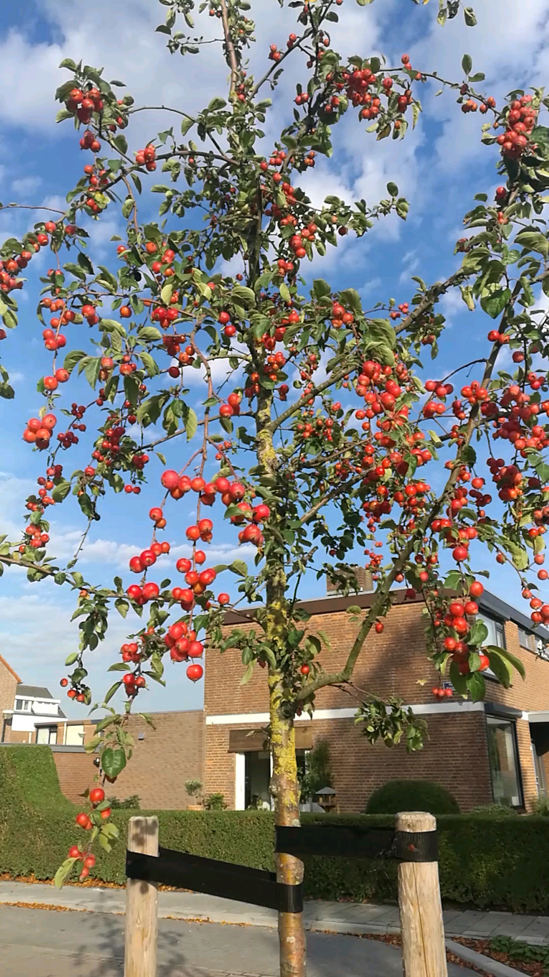 路边上的果树结了这样多的果实,没有人去摘.