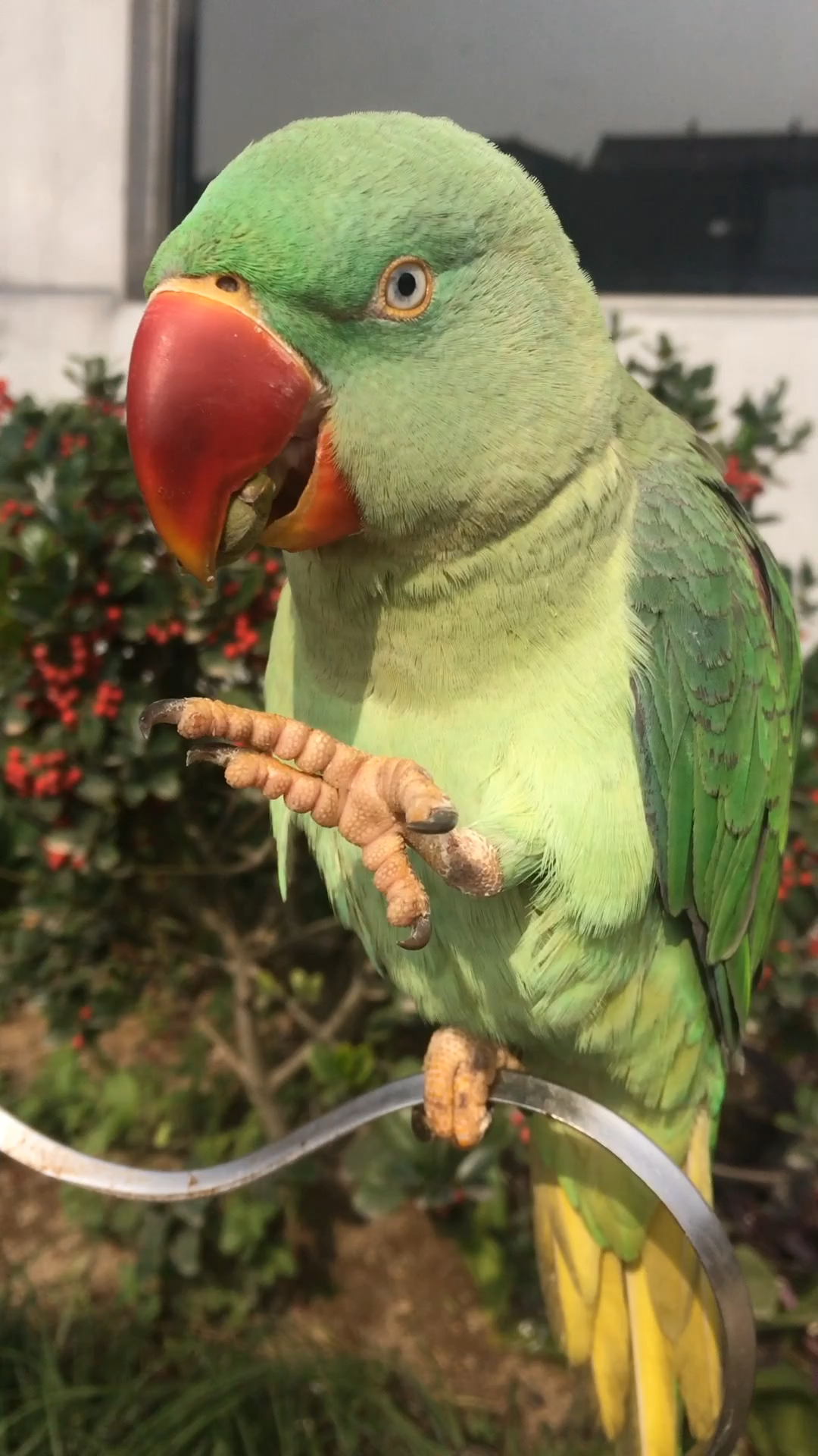 卢卡是压力山大鹦鹉 可以学说话