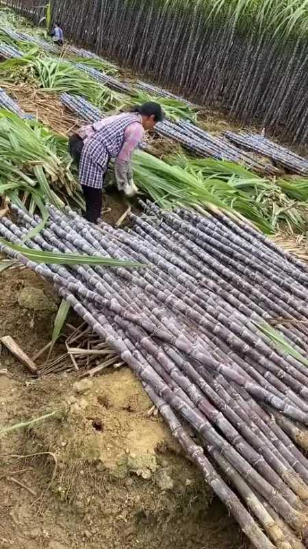 砍甘蔗的一幕,为啥每次都要砍第二刀,有人知道为什么原因