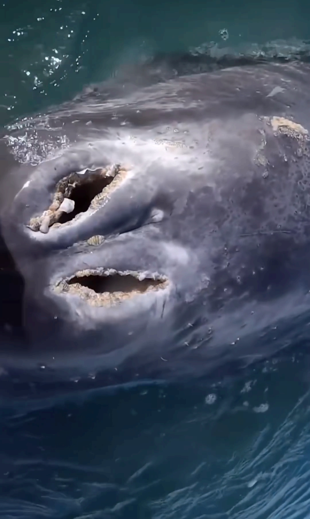 鲸鱼的大鼻孔你见过木有?