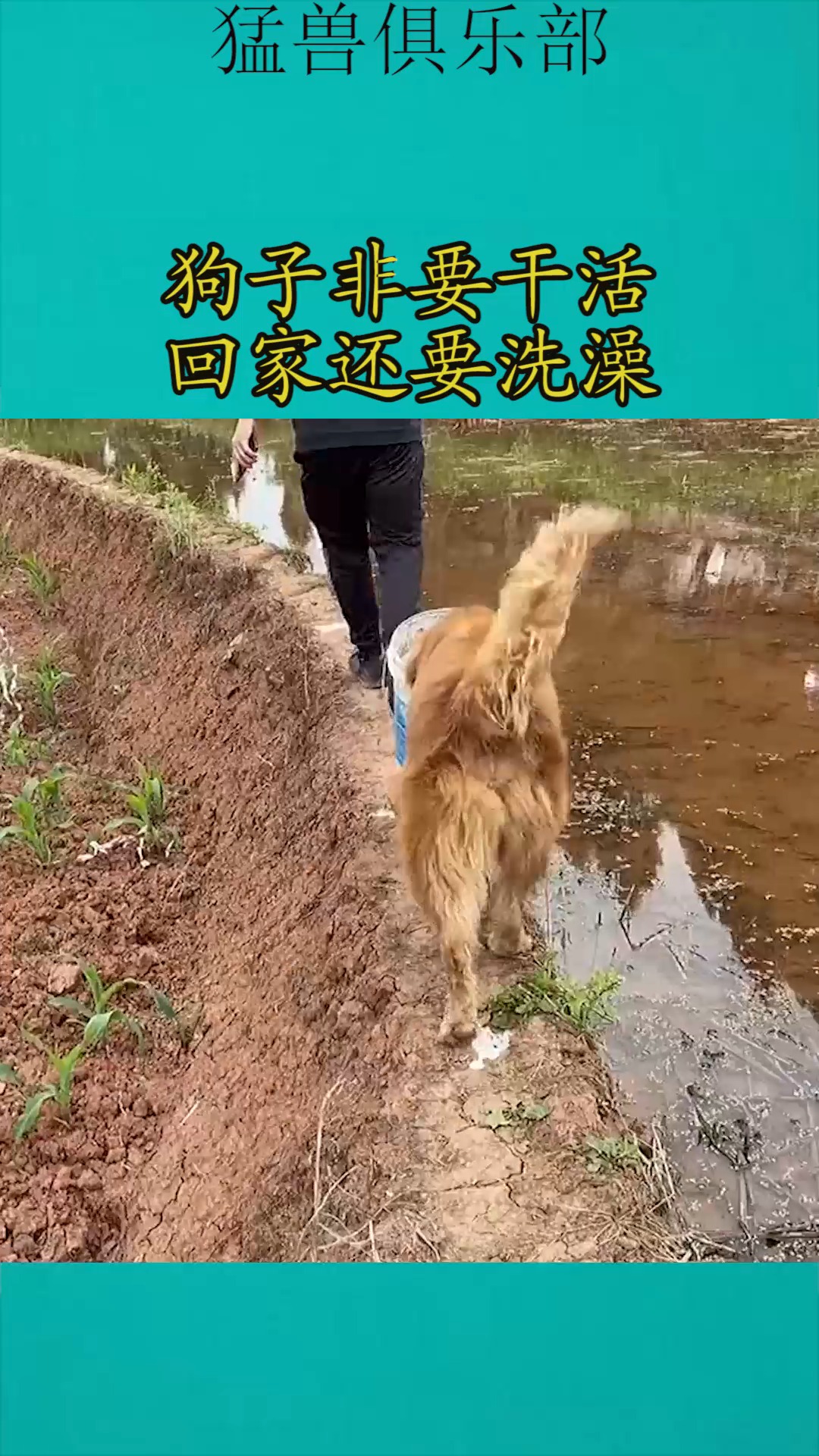 我家萌宠成精了#狗子非要干活,回家还要洗澡