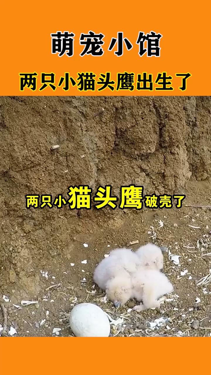 动物世界#两只小猫头鹰出生了