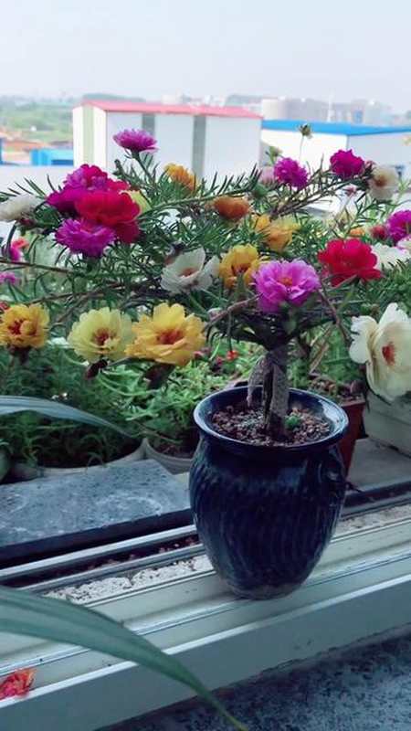 天渐凉了,花渐少了,最后一次修剪太阳花养花