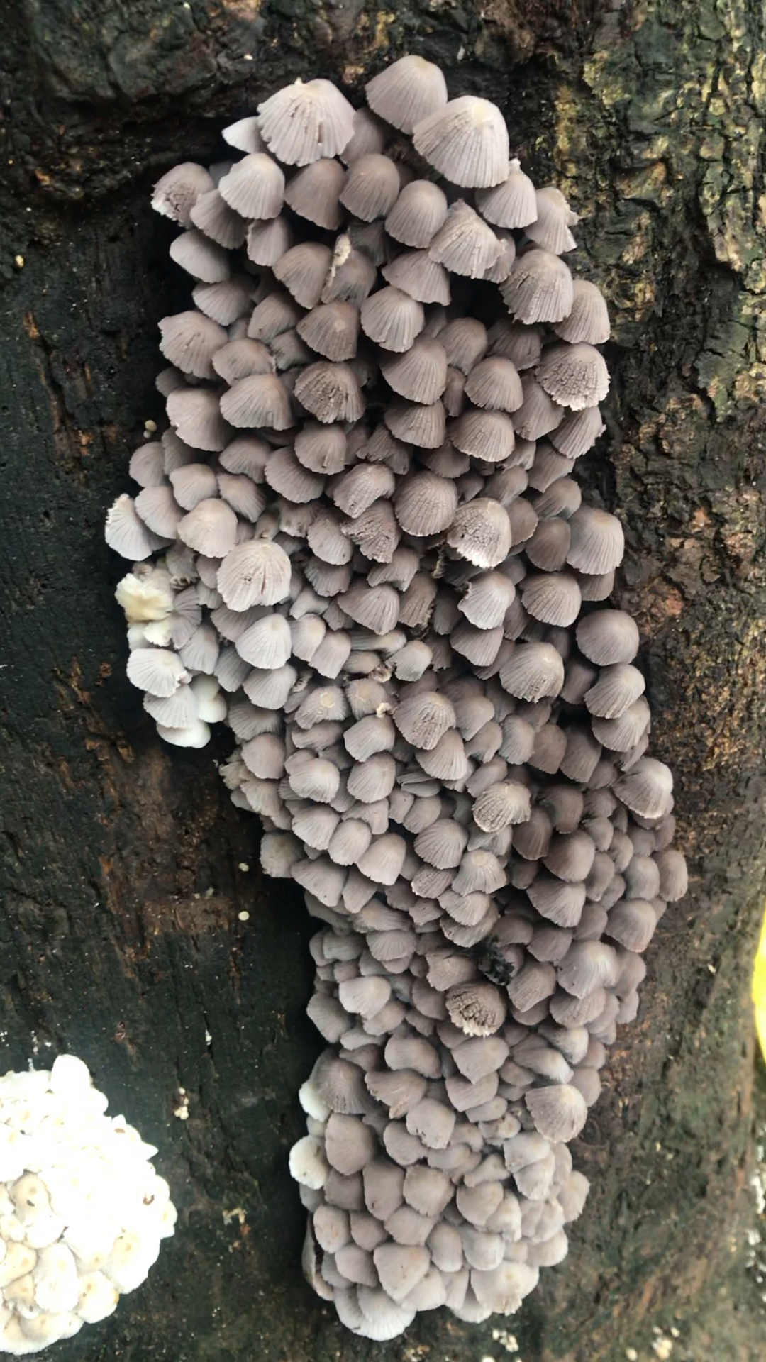 真稀罕,涌边这树上长了这么多野蘑菇