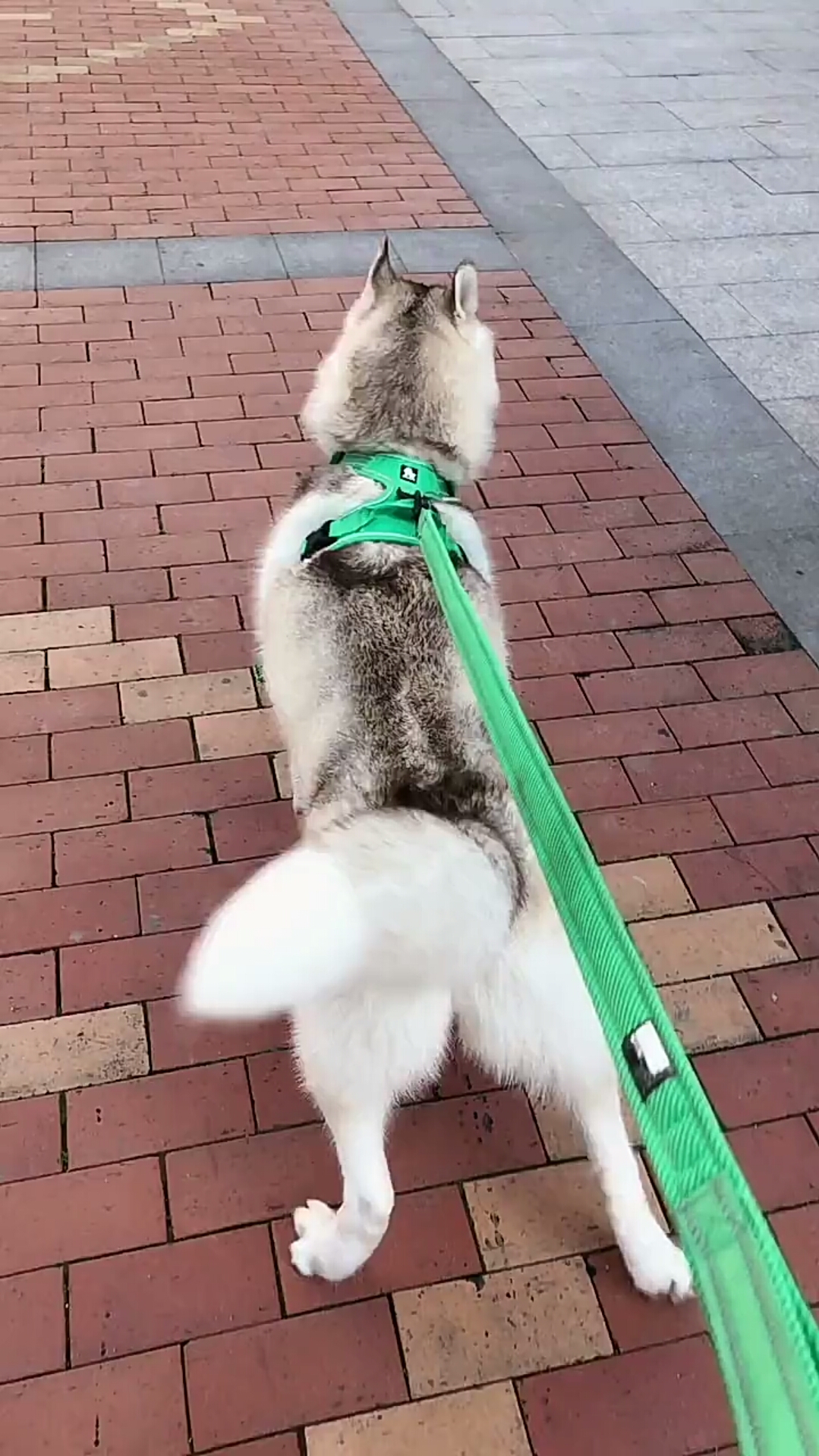 二哈不是一般人能遛的狗