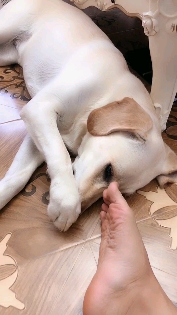 我家萌宠成精了#我脚有那么臭吗,你还捂着鼻子,你这是在嫌弃我喽!