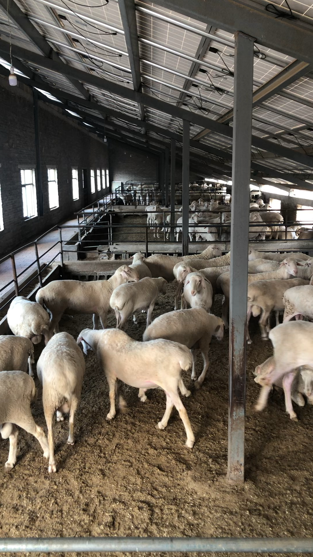 全部湖羊种公羊