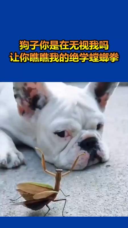 我要上热门#狗子你是在无视我吗,让你瞧瞧我的绝学螳螂拳