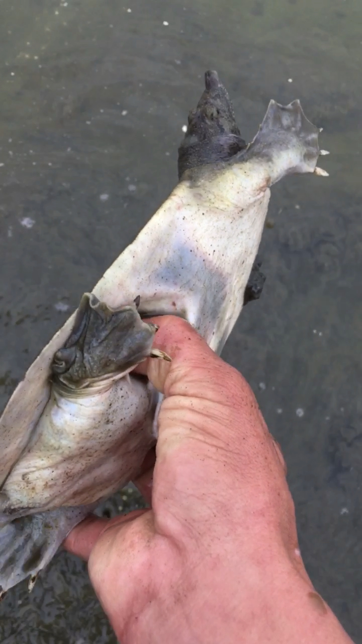 这甲鱼爪子很锋利,太小了不抓它