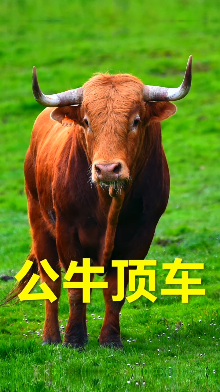 神奇动物在这里#西班牙的一头公牛在街头,牛脾气上来,拉不住.