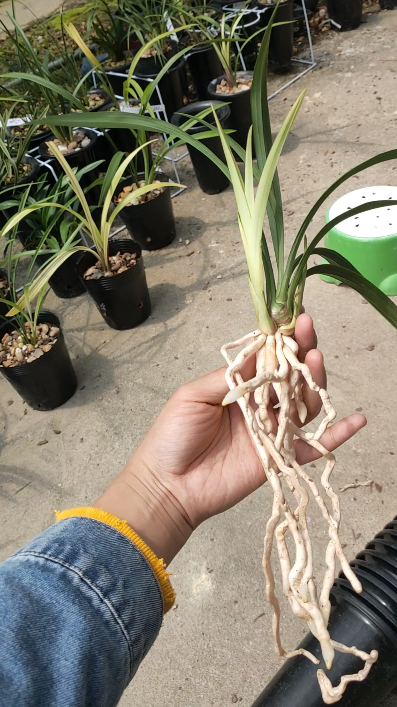 倾城白素建兰雪白花叶芽好养眼根系漂亮