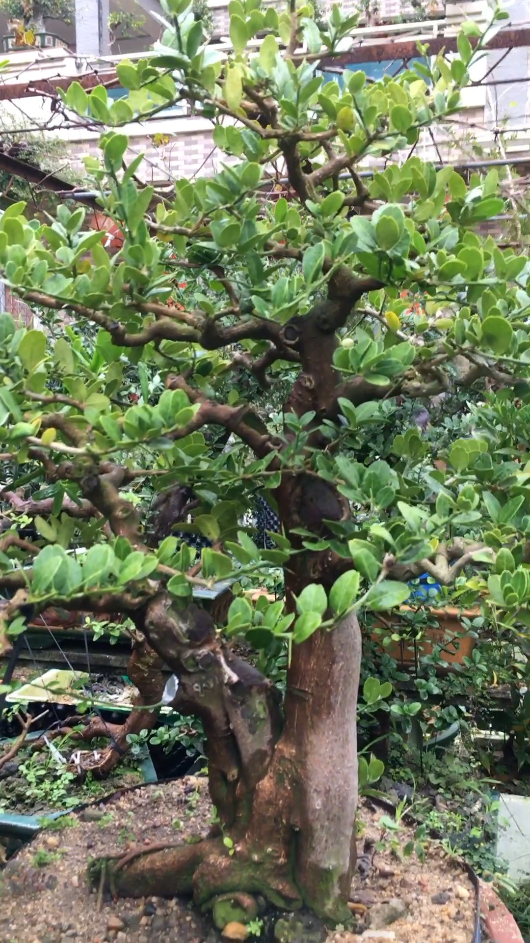 岭南东风桔盆景,年功到位