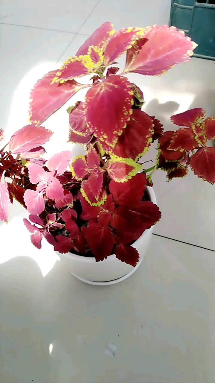 老来俏,越老越美