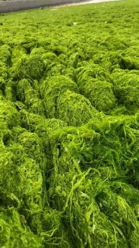 海边的海藻特别多,把沙滩都盖上了,这时候海鲜也很多