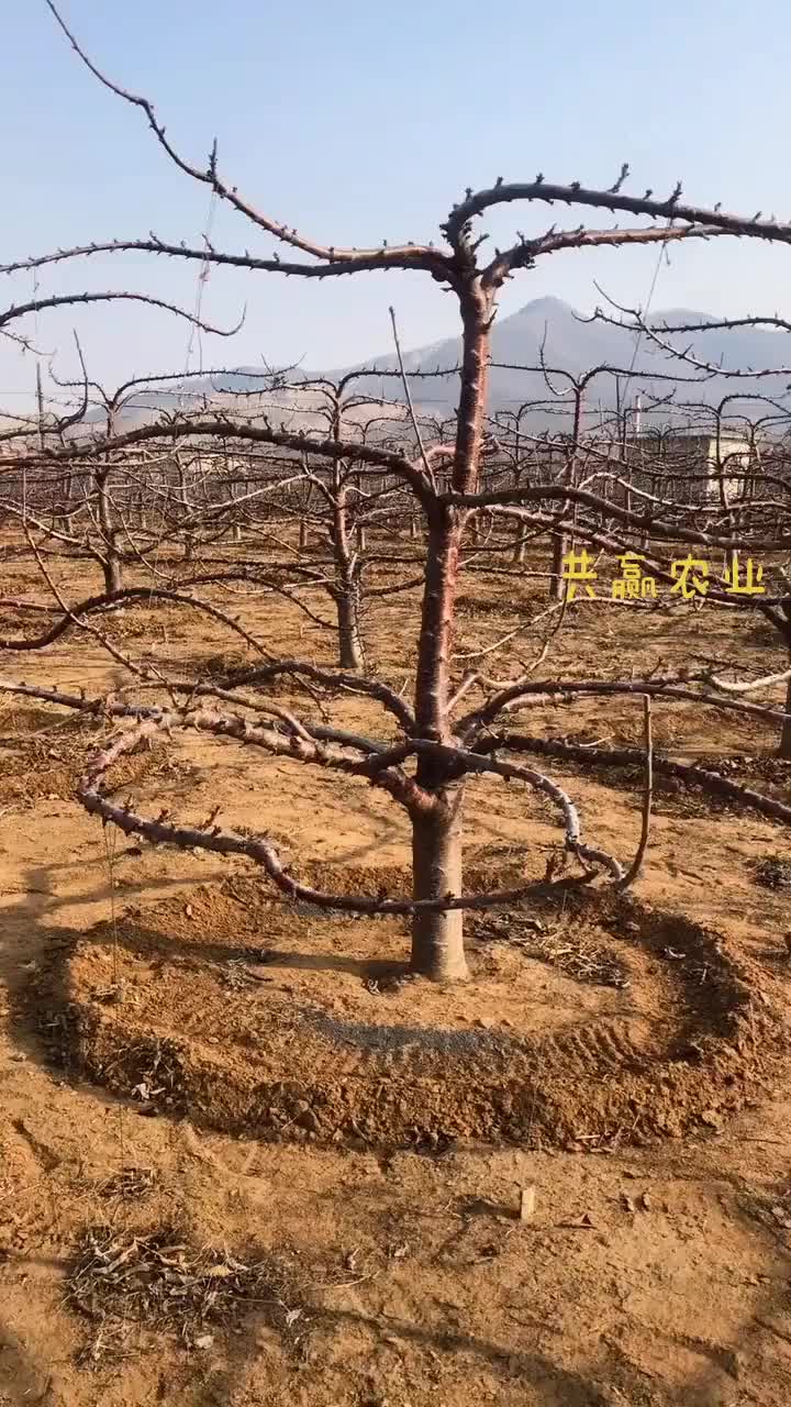 大樱桃树3层w美树形,10年磨一剑农业种植  劳动人民的智慧 大樱桃树