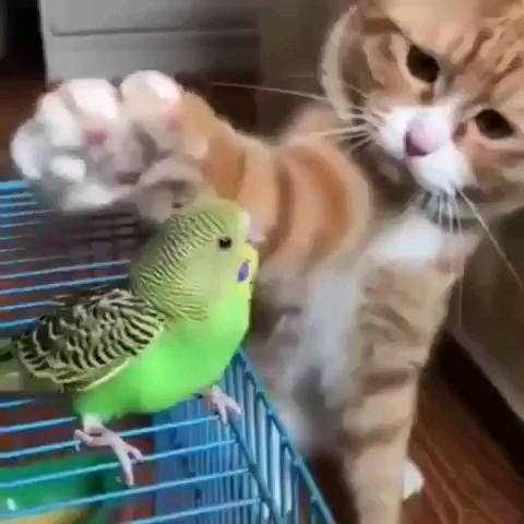 宠物丑萌大赛##宠物#猫咪与鸽子的美好瞬间#猫#全民小助手