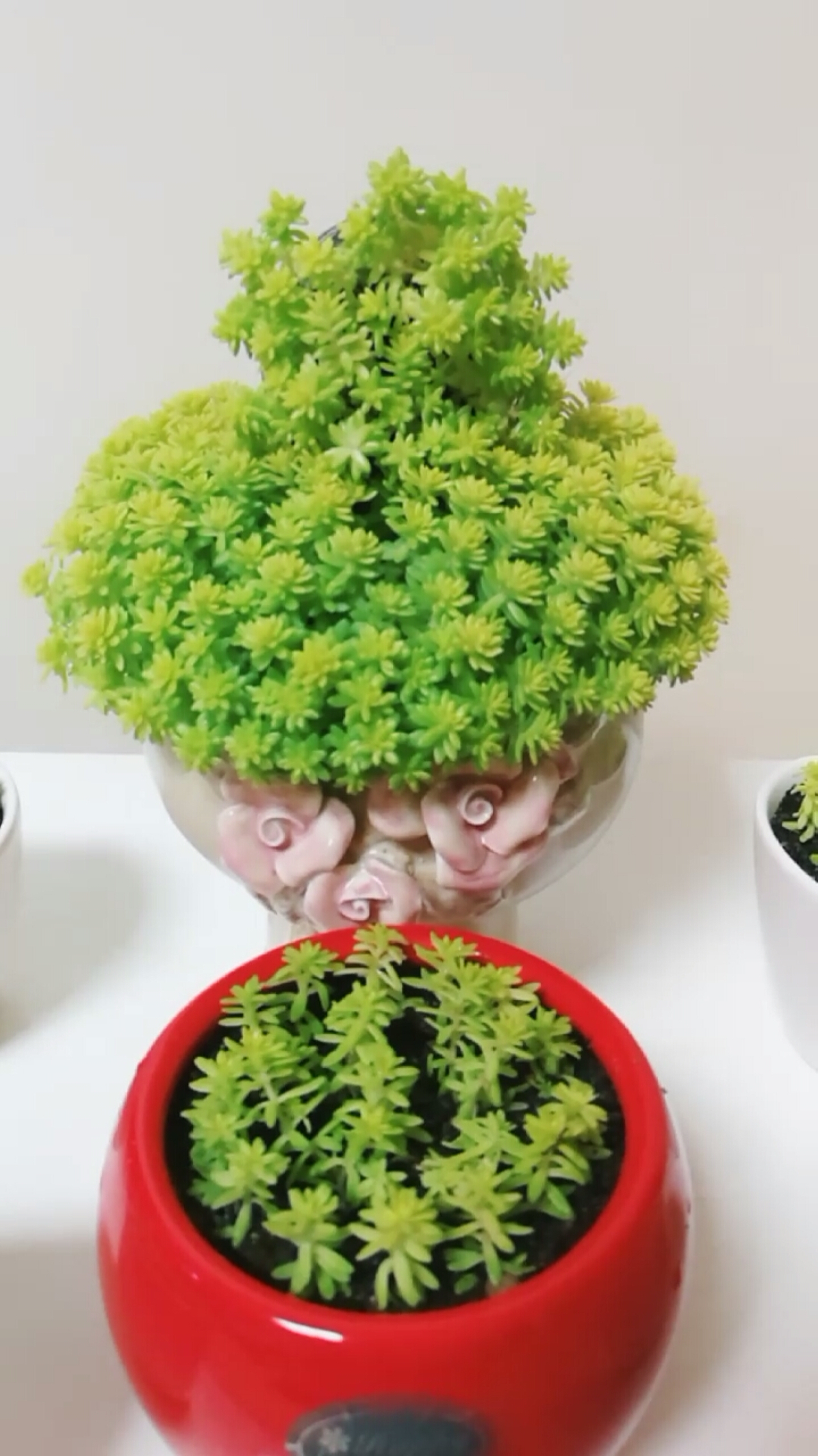 超级爱爆盆的黄金万年草