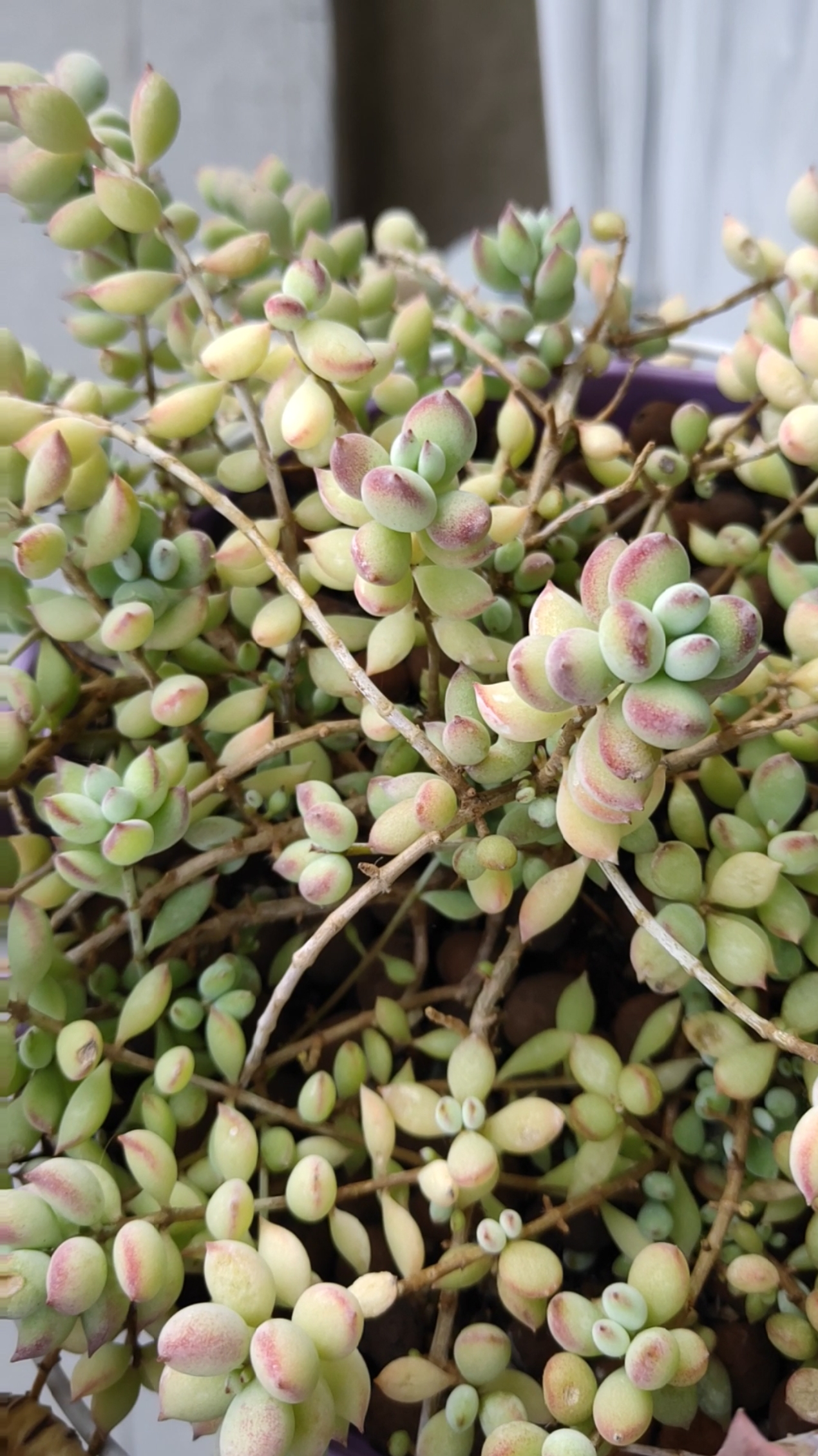 我的小花园#达摩福娘老桩了