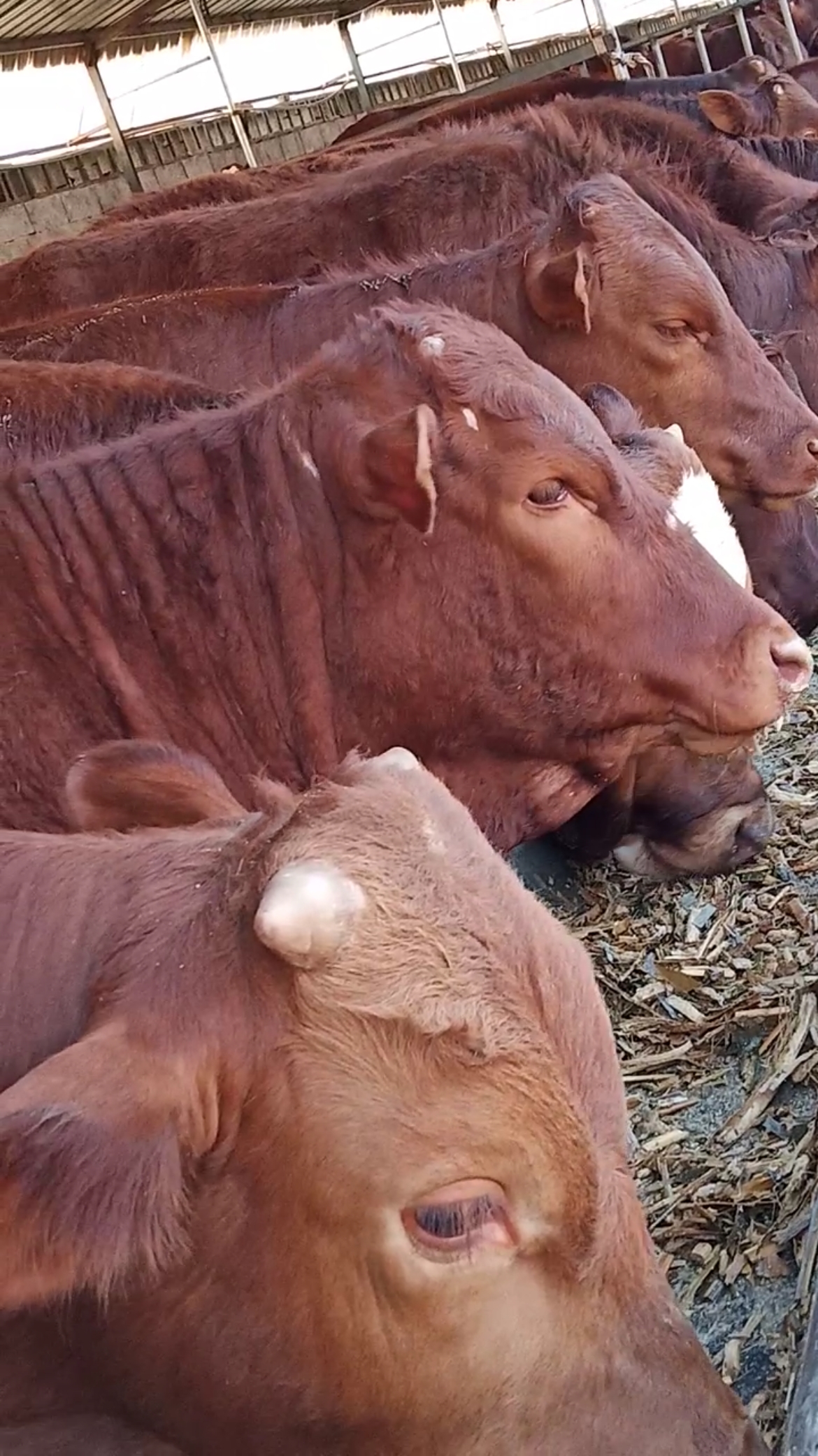 利木赞牛#改良肉牛犊