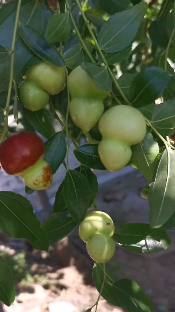 人参果,葫芦枣, 你们见过吗? 我第一次见.