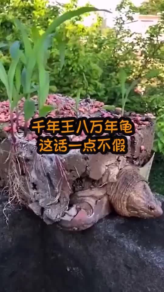 奇趣怪谈#千年王八万年龟,这话一点不假