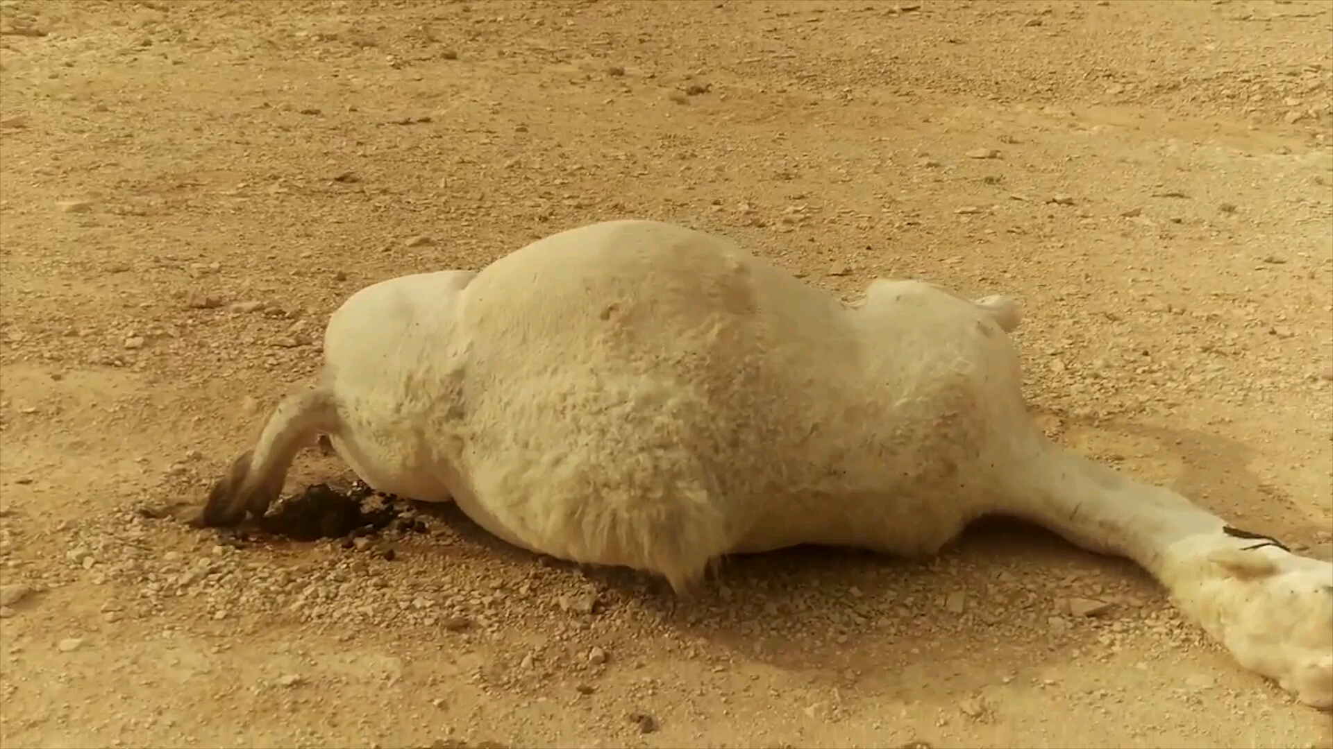 骆驼的驼峰有什么男子好奇切开一看结果让人惊讶!